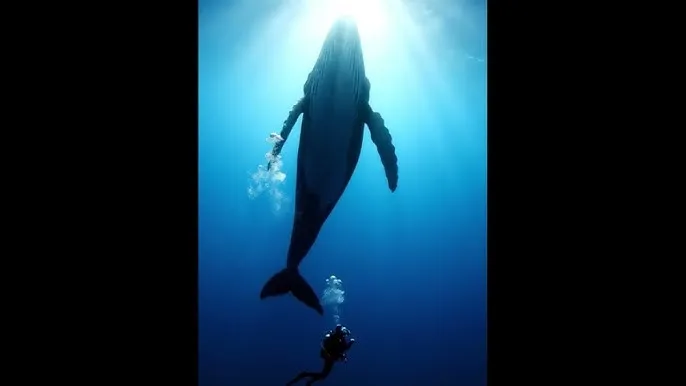 好男人WWW神马社区在线观看 - 深蓝星球：探索海洋深处的未知世界